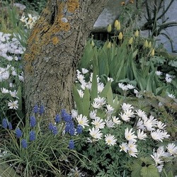 Anemone blanda White Splendor, Grecian Windflower White Splendor, Early flowering bulb, early spring bulb